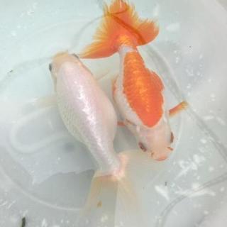 金魚◆島根県天然記念物◆出雲ナンキン稚魚1匹～