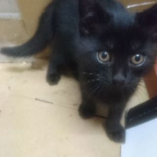 生後2ヶ月の黒猫ちゃん