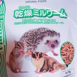 ハリネズミ  飼育セット