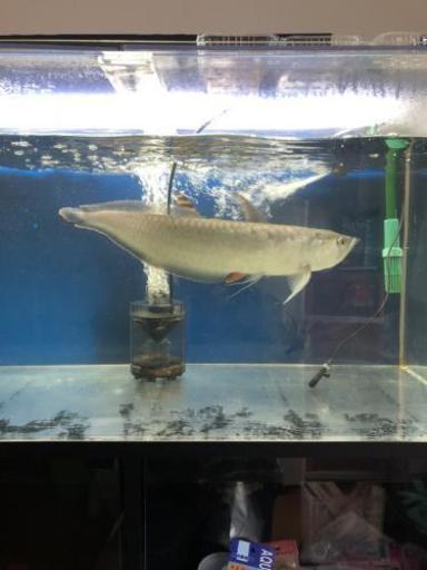 ブラックアロワナ 熱帯魚 ひなまり 宗像のその他の中古あげます 譲ります ジモティーで不用品の処分