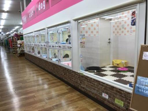 ペットショップ販売スタッフトリマー募集 ラブリー 平田町の接客の無料求人広告 アルバイト バイト募集情報 ジモティー