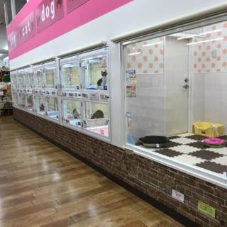 ペットショップ　販売スタッフ　トリマー募集！！の画像