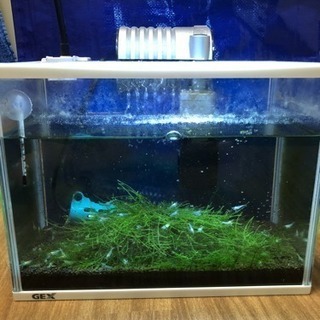 取引中 ブルーベルベットシュリンプ 水槽 その他 トット 越谷のその他の中古あげます 譲ります ジモティーで不用品の処分