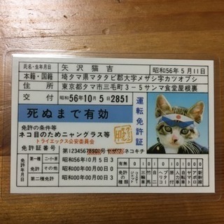 激レア 美品 なめ猫免許、特別会員証セット。