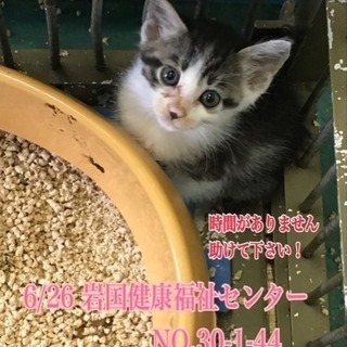 山口県岩国健康福祉センター 収容仔猫 - 猫