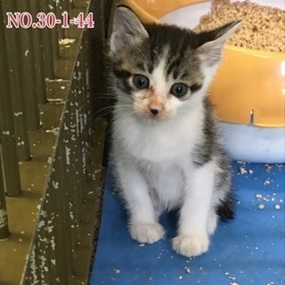 山口県岩国健康福祉センター 収容仔猫の画像
