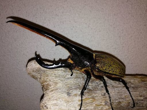 ヘラクレスオオカブト大型美形血統初二令4匹 まさ 津のその他の中古あげます 譲ります ジモティーで不用品の処分