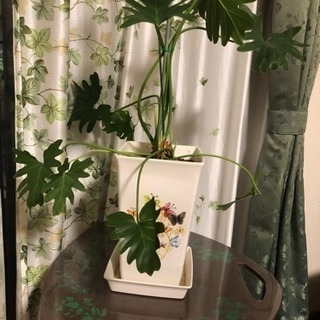 観葉植物 セローム 「愛の木」