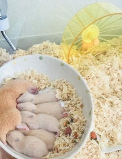 キンクマハムスター赤ちゃん 生後3週間 Suou すおう 明石のその他の里親募集 ジモティー キンクマハムスター赤ちゃん 生後3週間 Suou すおう 明石のその他の里親募集 ジモティー