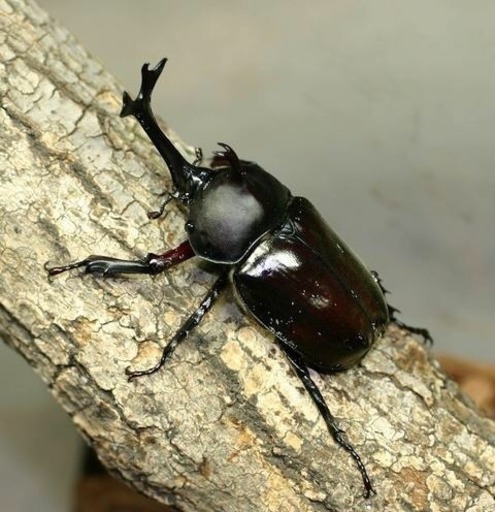 虫の王様 カブトムシ 飼育セット Ay 守口市のその他の中古あげます 譲ります ジモティーで不用品の処分