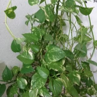 観葉植物ポトス枝分け/剪定/水挿し