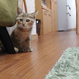 仔猫の里親を募集です。 - 里親募集