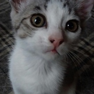 サバ白の可愛い仔猫！！
