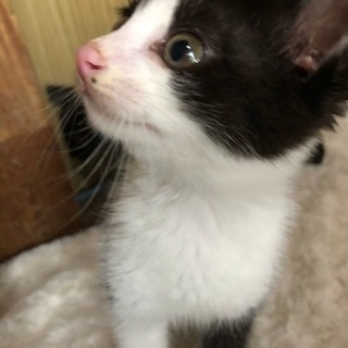 取引中！子猫の里親になってくれる方。 − 石川県