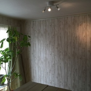 ウンベラータ 観葉植物 2メートル
