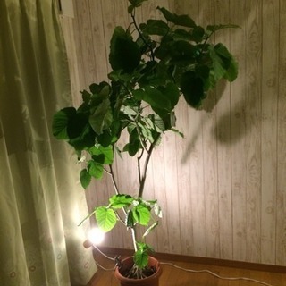 ウンベラータ 観葉植物 2メートル