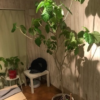 ウンベラータ 観葉植物 2メートル