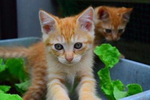 2ヶ月 茶トラ オス2匹 みぃ 香取の猫の里親募集 ジモティー 2ヶ月 茶トラ オス2匹 みぃ 香取の猫の里親募集 ジモティー