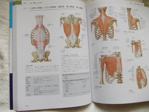 プロメテウス解剖学アトラス 解剖学総論/運動器系-