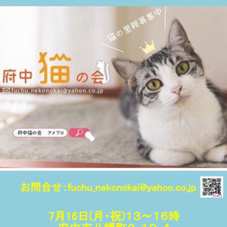 猫初心者でも飼いやすい　3か月キジ白♂風太くん - 里親募集