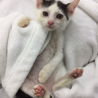 初心者にも飼いやすい　3か月♀ミルフィーユちゃん