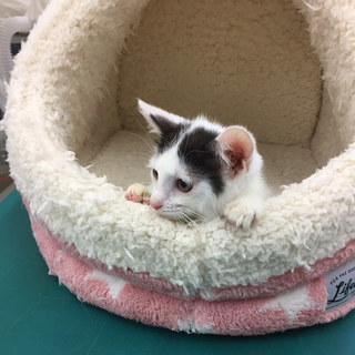 初心者にも飼いやすい　3か月♀ミルフィーユちゃん − 東京都