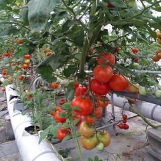 ミニトマトの収穫作業