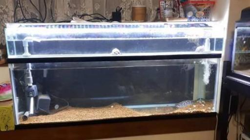 水槽　1200　熱帯魚　アロワナ