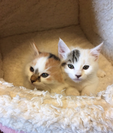 ふわふわ超可愛い子猫3か月 ポロンちゃん Npo法人 府中猫の 府中の猫の里親募集 ジモティー