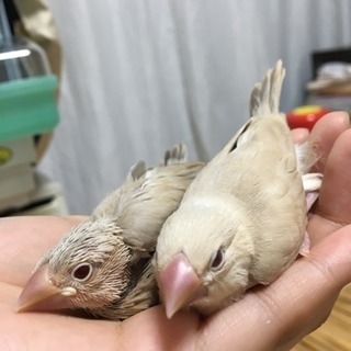 文鳥の里親募集です