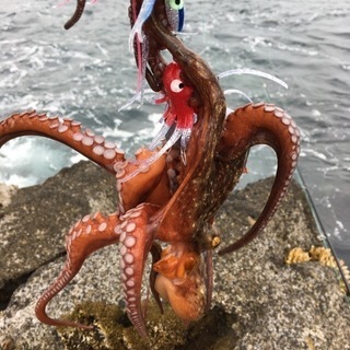 ルアーでサバやタコを狙おう🐙 − 愛知県