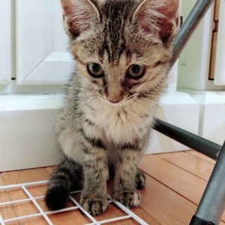 子供も犬も平気な肝っ玉子猫ちゃん😺の画像