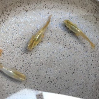 【限定】鳳凰メダカの稚魚  20匹