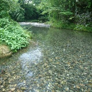 透き通る清流で川遊びしませんか?