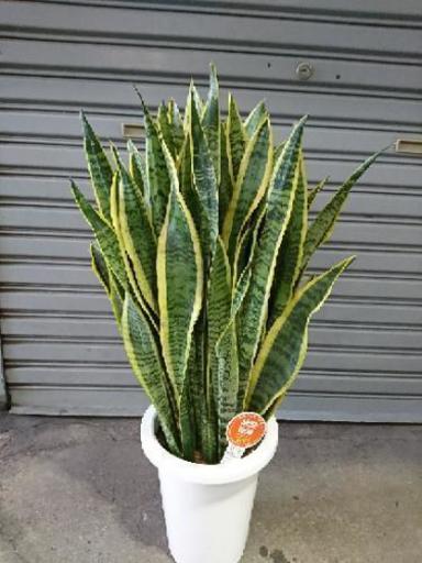 サンセベリア トラノオ 観葉植物 多肉植物 花 卸売り花問屋 昭和町の家具の中古あげます 譲ります ジモティーで不用品の処分