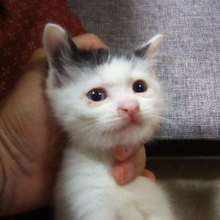 白黒子猫　生後３０日前後　美猫さん − 北海道