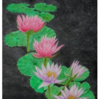 睡蓮の花の画像