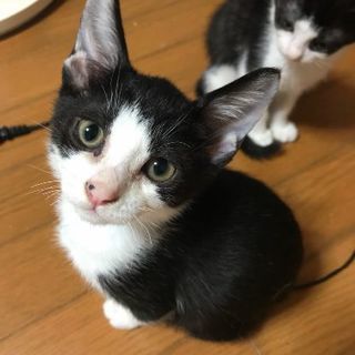 「保護猫ちゃん」4月10日生まれの甘えん坊さん − 新潟県