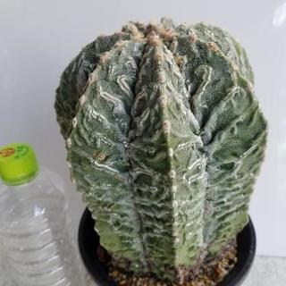 サボテン 複隆ヘキラン盤石