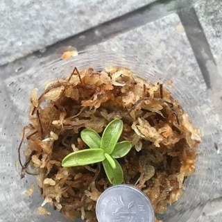 食虫植物 ムシトリスミレ ピンギキュラ プリムリフロラ
