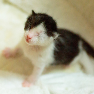 生後10日前後の子猫の里親募集 − 千葉県