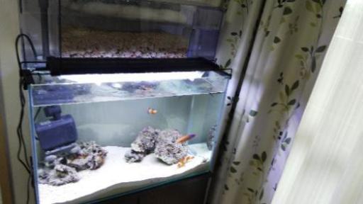 60センチ縁なし水槽セット