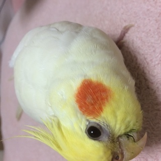 オカメインコを可愛がって下さる方にお譲りします