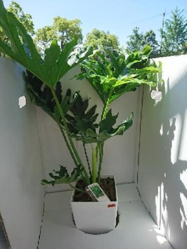 セローム 7寸 四角鉢 観葉植物 花 卸売り花問屋 昭和町の家具の中古あげます 譲ります ジモティーで不用品の処分