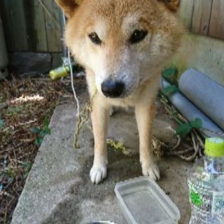 柴犬？の里親募集！