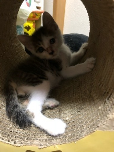フジ白 オス 2ヶ月ぐらい Be 呉の猫の里親募集 ジモティー