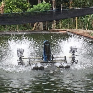 うなぎ 養鰻池の建設及び買取