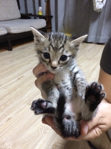 オシキャット子猫 Starメダカ 前橋の猫の里親募集 ジモティー オシキャット子猫 Starメダカ 前橋の猫の里親募集 ジモティー