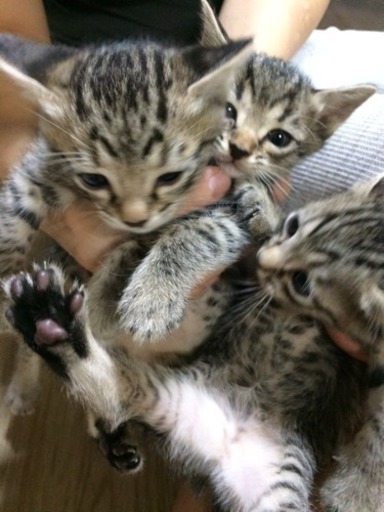 オシキャット子猫 Starメダカ 前橋の猫の里親募集 ジモティー オシキャット子猫 Starメダカ 前橋の猫の里親募集 ジモティー