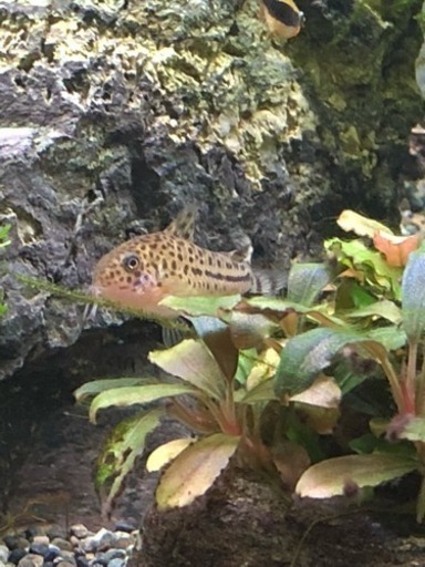 コリドラスダイジョウブダエ3匹最終値下げ(熱帯魚水槽)生体